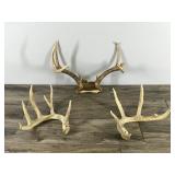 8 Point Buck Antlers & 2 Sheds (4 & 6 point sheds)