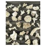 Large Lot of Small Pieces of Coral & More