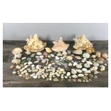 Lot of Sea Shells, Sea Glass and More