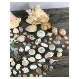 Lot of Sea Shells, Sea Glass and More