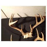 2 sets of deer antlers