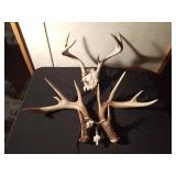 7pt Deer skull with antlers and a pair of antlers equaling 10pt