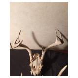 7pt Deer skull with antlers and a pair of antlers equaling 10pt