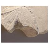 Plaster Wall Hanging Relief - Classical Female Profile