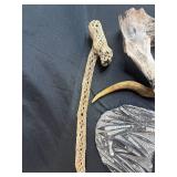 Collection of Petrified Driftwood, Cholla Wood, Fossil Plate, and Antler