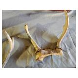 Big Mouth Billy Bass Singing Fish, Antlers, and Various Wildlife Decor Items