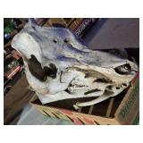 Boar Skull from 900 Pound Boar