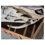 Boar Skull from 900 Pound Boar