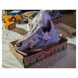 Boar Skull from 900 Pound Boar