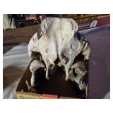 Boar Skull from 900 Pound Boar