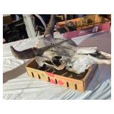 Cow Skull with Horns