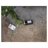 Lot of 2 Artificial Christmas Trees with Stand and Lights