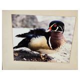 Wood Duck Photo and Fish Stamp Print
