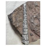 Fossilized Orthoceras (?) Specimen in Rock Matrix
