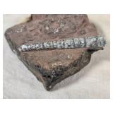 Fossilized Orthoceras (?) Specimen in Rock Matrix