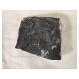 Fossilized Orthoceras (?) Specimen in Rock Matrix