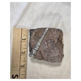 Fossilized Orthoceras (?) Specimen in Rock Matrix