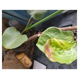Fiddle Leaf Fig Plant Looking for Love