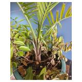 Mixed Indoor Planter ? Areca Palm