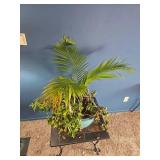 Mixed Indoor Planter ? Areca Palm