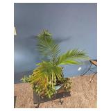 Mixed Indoor Planter ? Areca Palm