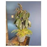 Mixed Indoor Planter ? Rubber Plant