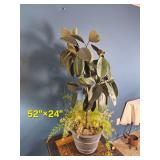 Mixed Indoor Planter ? Rubber Plant