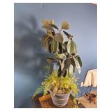 Mixed Indoor Planter ? Rubber Plant