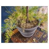 Mixed Indoor Planter ? Rubber Plant