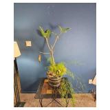 Mixed Indoor Planter ? Rubber Plant