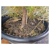 Mixed Indoor Planter ? Rubber Plant