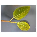 Mixed Indoor Planter ? Rubber Plant