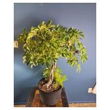 Mixed Indoor Planter ? Schefflera