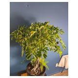 Mixed Indoor Planter ? Schefflera