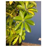 Mixed Indoor Planter ? Schefflera