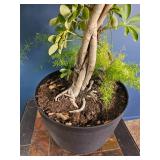 Mixed Indoor Planter ? Schefflera