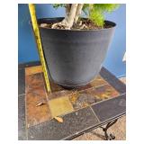 Mixed Indoor Planter ? Schefflera