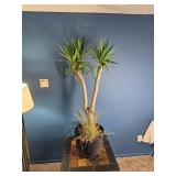 Mixed Indoor Planter ? Yucca Cane