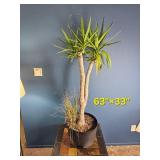 Mixed Indoor Planter ? Yucca Cane