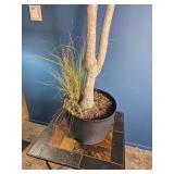 Mixed Indoor Planter ? Yucca Cane