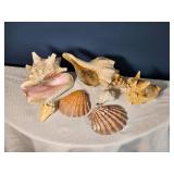 Assorted Natural Seashell Collection ? Conch, Scallop & Decorative Shells