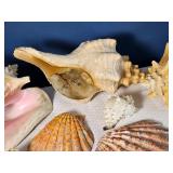 Assorted Natural Seashell Collection ? Conch, Scallop & Decorative Shells