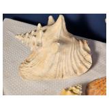 Assorted Natural Seashell Collection ? Conch, Scallop & Decorative Shells
