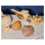 Assorted Natural Seashell Collection ? Conch, Scallop & Decorative Shells