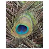 Large Arrangement of Peacock Feathers in Vintage Leather Fire Bucket Vase