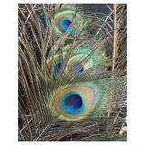 Large Arrangement of Peacock Feathers in Vintage Leather Fire Bucket Vase