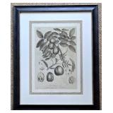 LR - The Walnut Tree Botanical Prints Pair - Framed Wall Art