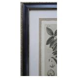 LR - The Walnut Tree Botanical Prints Pair - Framed Wall Art