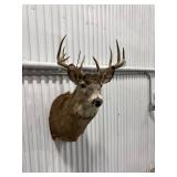Taxidermy Deer Head Mount
