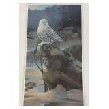 Unframed Mario Fernandez "Sea Maden" Snow Owl Print  19" x 29 1/2" 105/475